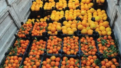 هل تتـحول سوريا إلى دولة مستوردة للحمضيات بعد أن كانت من بين أكبر الدول المصدرة في العالم؟