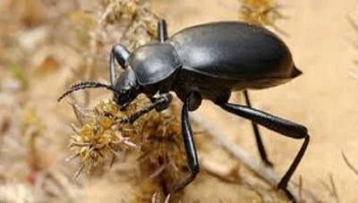 تزايد انـتشـار الخنافس السوداء: تـحـذيـرات زراعية من تهـديـد حقيقي لوجودها في موطنها الأصلي