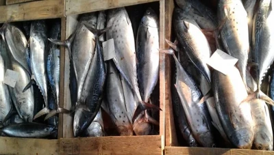 ارتفاع إنتاج السمك في سوريا: جهود "علي عثمان" تجلب أملًا جديدًا للصناعة السمكية