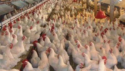 ارتفاع أسعار الفروج في سوريا مع اقتراب عيد الأضحى