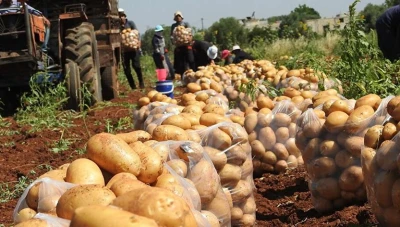 30 ألف طن من البطاطا المصرية ستصل إلى دمشق خلال 15 يومًا