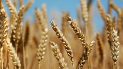 استـياء كبير من التسعيرة الجديدة لشراء القمح والشعير