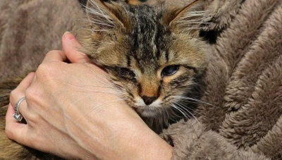 بكتيريا جديدة من الحيوانات الأليفة تثير مخاوف انتقال عدوى خطيرة للبشر