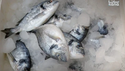 افتتاح سوق السمك في اللاذقية بعد إعادة تأهيله وتوفير أكثر من 2500 فرصة عمل