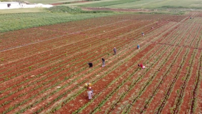 زخات مطرية وفيرة تبشر بموسم زراعي مزدهر في شمال شرق سوريا