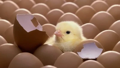 “فقاسة البيض” مشروع صغير بتكلفة قليلة