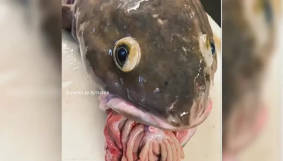 مخلوق غريب.. صياد روسي يوثق "صيد نادر"