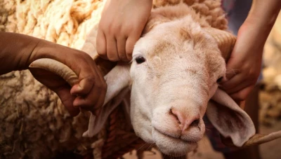 حادثة مأساوية: كبش العيد ينهي حياة طفل بنطحة قاتلة