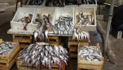 الحكومة تحـ.ـذر من شراء الأسماك