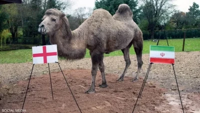 كأس العالم 2022.. الناقة كاميلا تصدق في توقعات المونديال