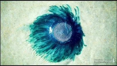 ظهـور  كـائن الزر الأزرق في شواطئ طرطوس بعد غياب دام نحو 4 سنوات