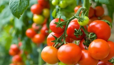 مزارعو طرطوس ينـاشـدون بوقـف استيراد البندورة بسـبب تـدهـور الأسعار