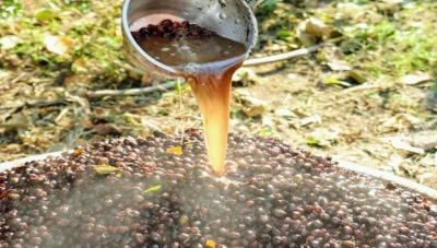 الجمعية الفلاحية لزيت الغار في سورية: نحو دعم وتسويق للإنتاج المحلي