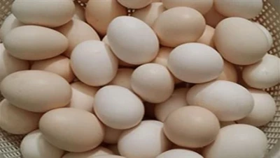 تراجـع كـبير في أسـعار البيض مقـارنة بالعـام المـاضي