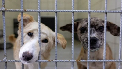 البرلمان التركي يقر تعديل قانون حماية الحيوانات لتنظيم أعداد الكلاب الضالة