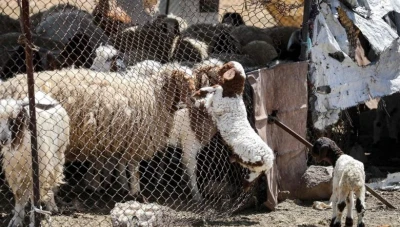 سوريا تصدر 15 ألف رأس غنم وتستورد 4800 رأس من رومانيا وملدوفا منذ بداية العام