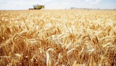 المؤسسة السورية للحبوب تؤكـد توفر مخزون كافٍ من القمح وتعـمل على تأمـين الدقـيق للخبز