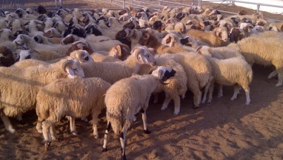 تصدير 6000 رأس من غنم العواس من مرفأ طرطوس إلى السعودية لتعزيز الاقتصاد المحلي