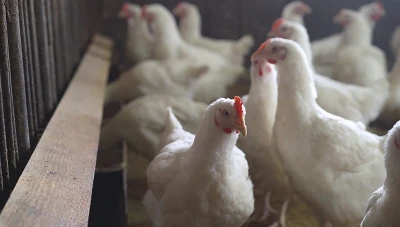 قطاع الدواجن في سوريا بين خطط هيكلية جديدة وتحذيرات من أزمة محتملة قبل رمضان