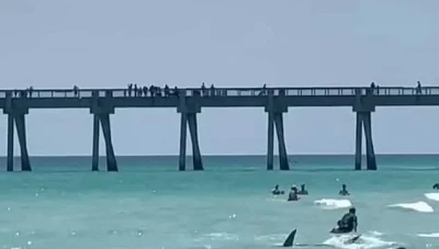 ظهور جديد لاسماك القرش على شواطئ البحر