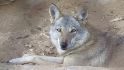 خبير حياة برية يؤكد الحيوانات البرية لا تقترب من البشر