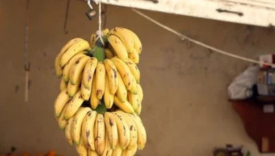 توافر الموز على مدار العام وتحسن حركة التصدير إلى دول الخليج