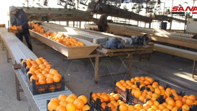 السورية للتجارة تبدأ بتصدير كميات كبير من البرتقال إلى روسيا