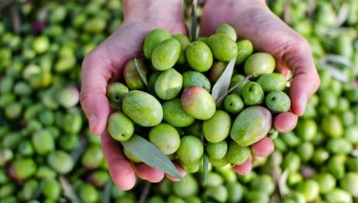 تراجع إنتاج الزيتون في سوريا إلى 412 ألف طن خلال موسم ضعيف