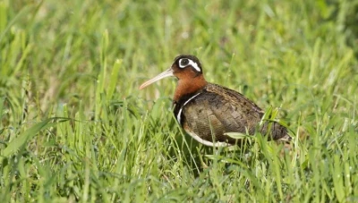 توثـيق نوعين جـديدين من الطيور في سوريا: الشنقب الملون الكبير ونورس أدونيس