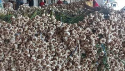 تحـديات وفـرص موسم ثوم المونة: دعوة من خبير اقتصادي لإنشاء معامل تجفيف