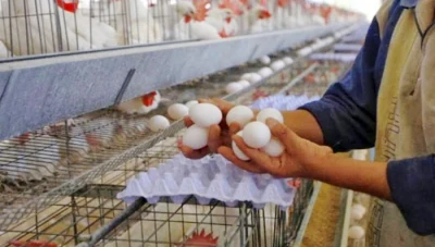 ارتفـاع سعر صحن البيض في سوريا خلال يومين: أسباب الطلب المتزايد ونقص الإنتاج