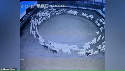 شاهد.. ظاهرة غامضة تحير العلماء.. أغنام تسير بحلقة دائرية لـ12 يوماً