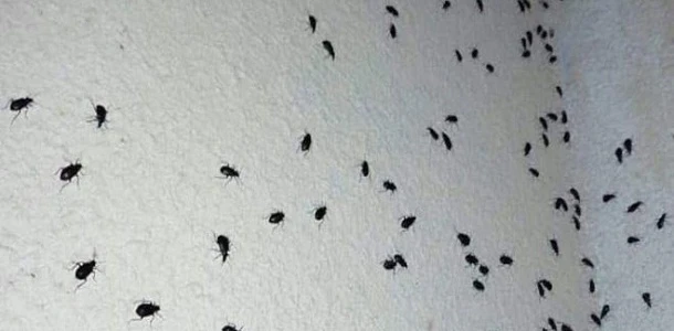 انتشار كبير للخنافس والجهات المعنيه تبرر عدم مكافحتها بأنها "غير مؤذية ولا تعض"