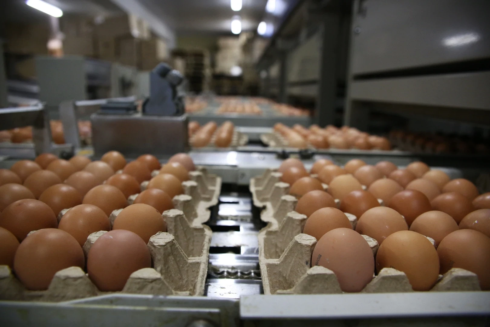 تراجع أسعار البيض في السوق السوري: ثلاثة صحون بـ 86 ألف ليرة