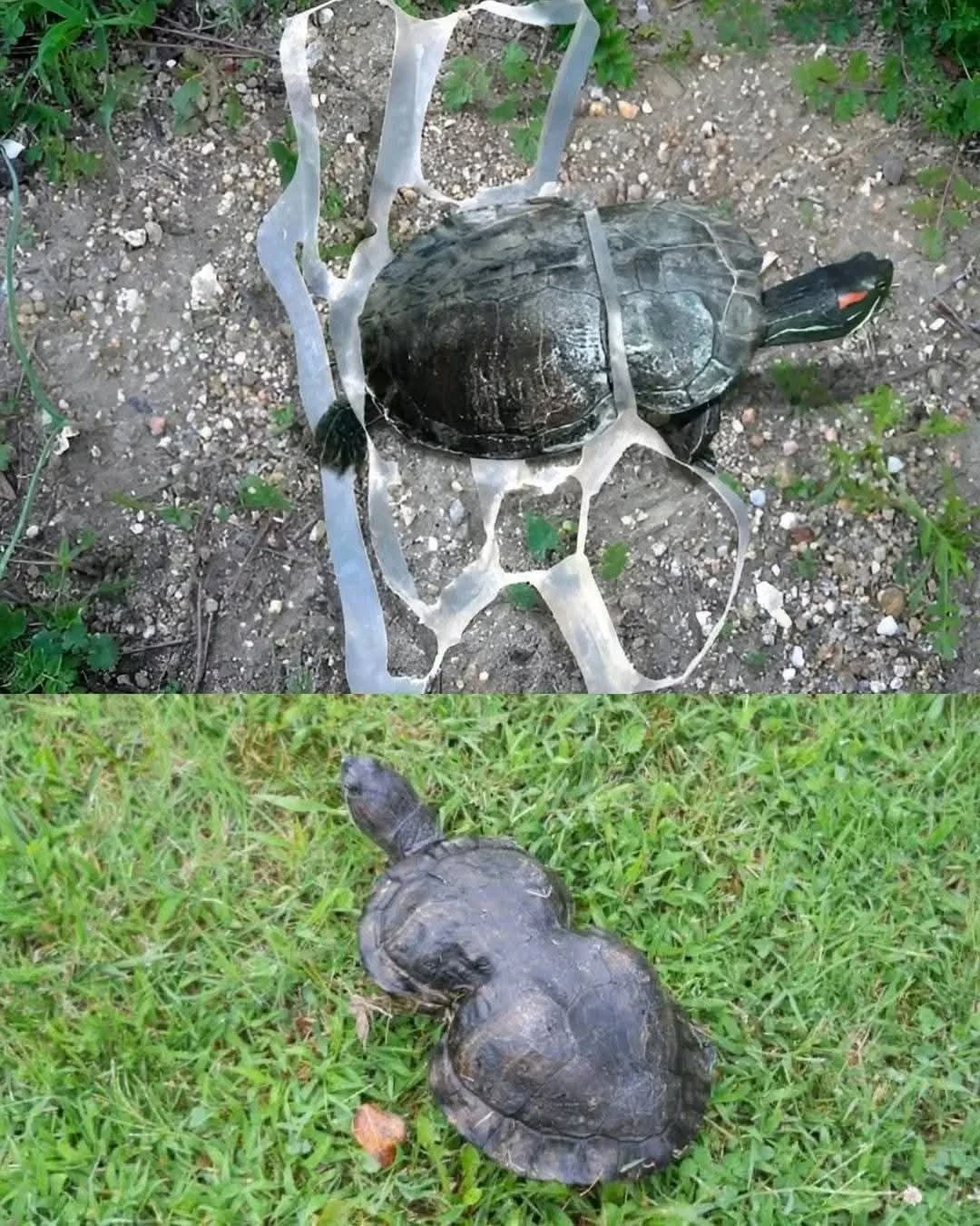 كيف غيّرت حلقة بلاستيكية حياة سلحفاة وجعلتها أيقونة بيئية في أمريكا؟