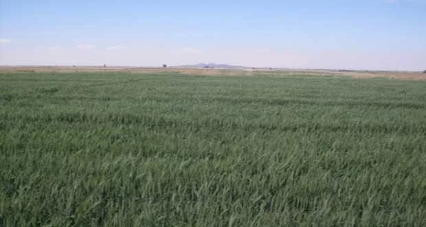 أمطار آذار تنعش القمح وتحصر الصعوبات بالأسمدة والمازوت