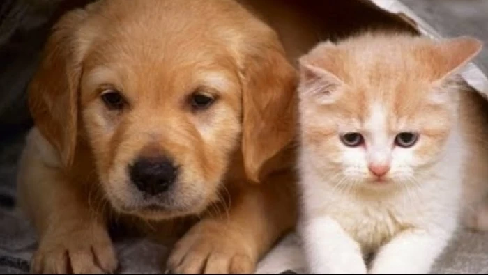 مدينة صينية تتخذ قرار تاريخي بشأن لحوم القطط والكلاب