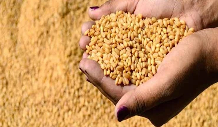 رفع سعر شراء كيلو القمح من الفلاحين مع مكافأة لكل كيلو يتم تسليمه