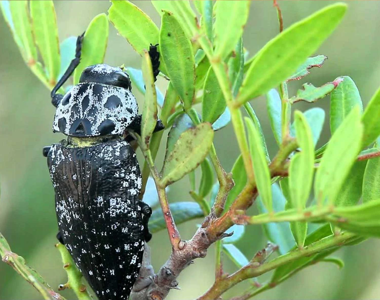 مكافأة مالية كبيرة لمن يكافح هذه الحشرة