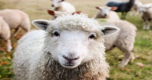 محكمة تسجن خروف لمدة 3 سنوات لسبب غريب