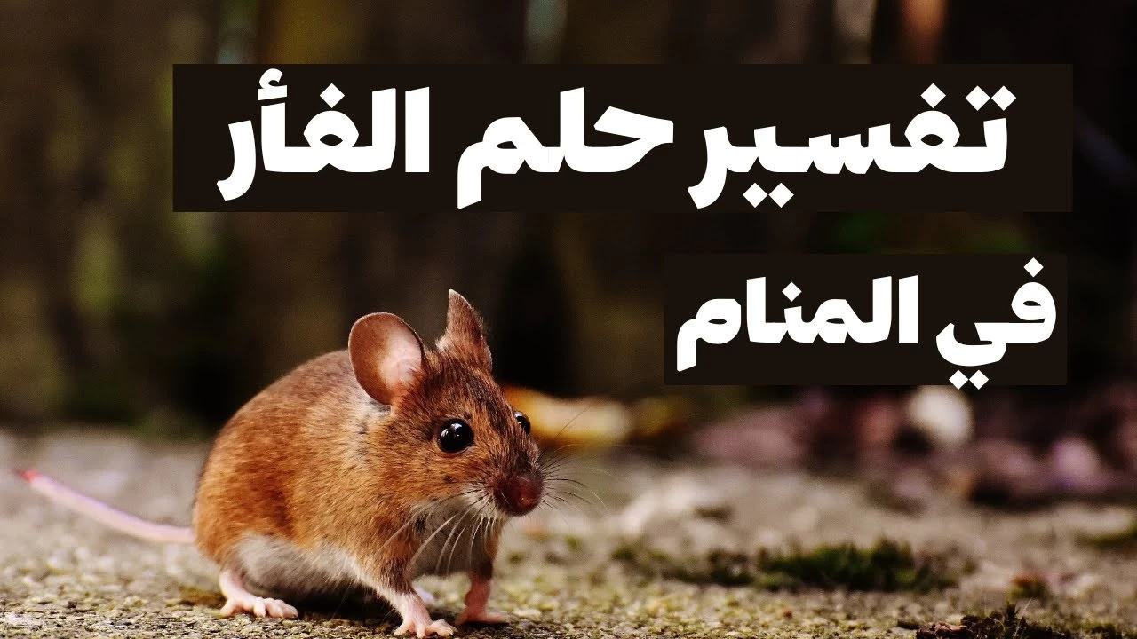 تفسير رؤية الفأر في المنام