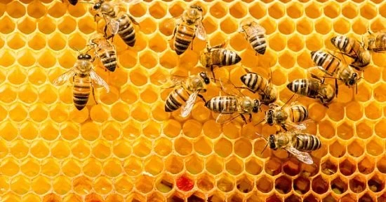 محكمة أمريكية تقرر أن النحل نوع من أنواع الأسماك