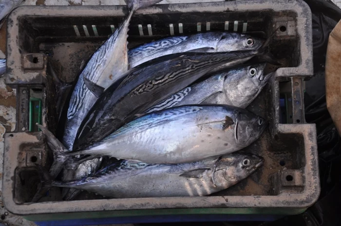 سمك الدراويش يتسبب بتسـ.ـمم عدد كبير من السكان