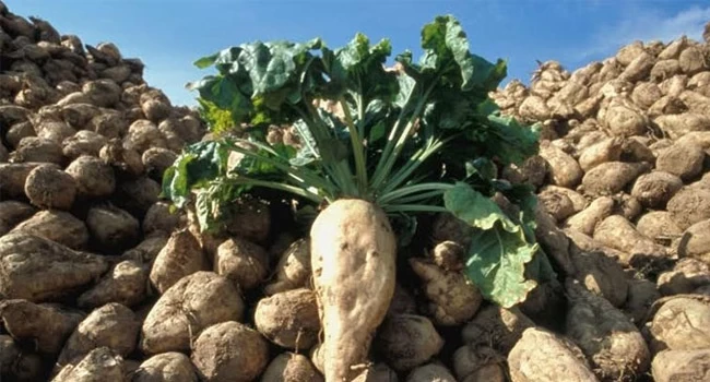 منح مكافأة مالية عن كل طن شوندر يورد من قبل الفلاحين