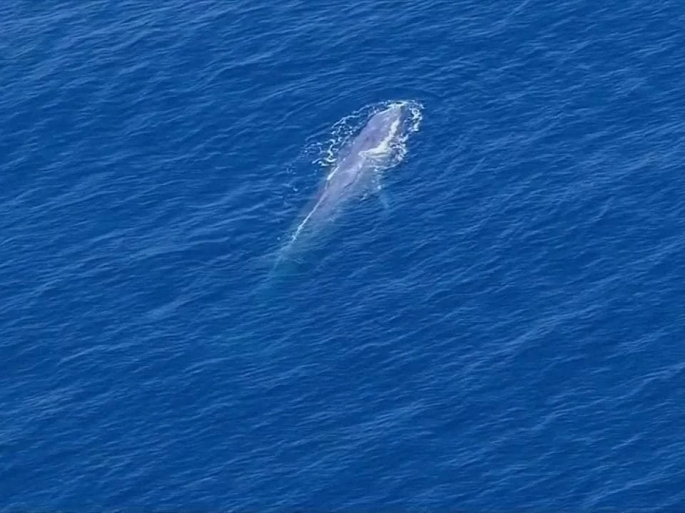 بالفيديو وصول حوت ضخم إلى الشواطئ السورية