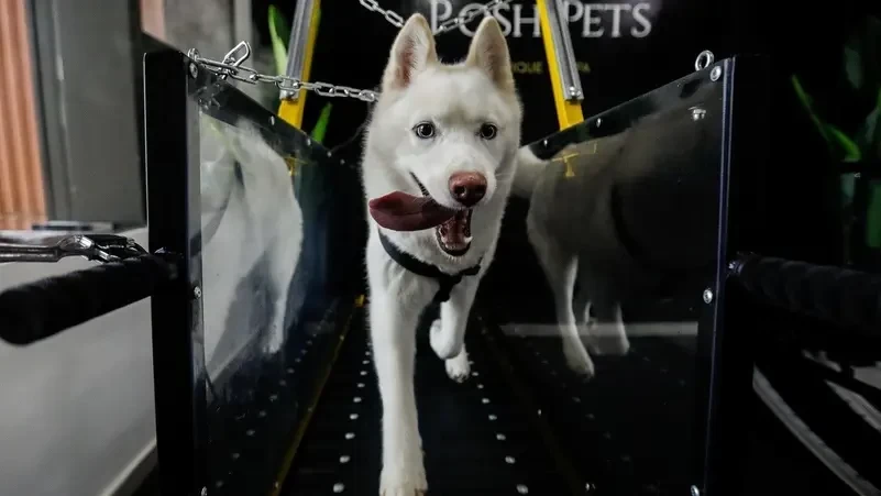 افتتاح أول صالة ألعاب رياضية مليئة بالطاقة الايجابية للكلاب في الإمارات