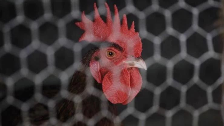 دعوى قضائية على “ديك”