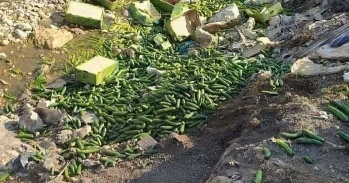 اتلاف كمية كبيرة من المحاصيل الزراعية لسقايتها بمياه ملوثة