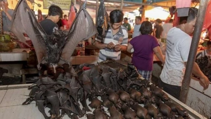 فيديو صادم لاستمرار أسواق آسيوية ببيع الخفافيش والقرود والثعابين.. رغم الحظر
