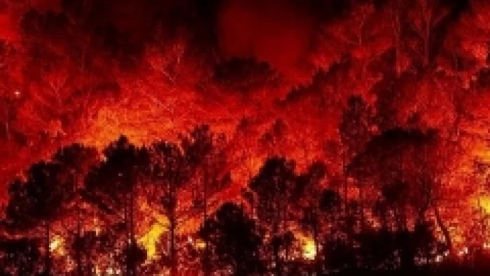 اتحاد الفلاحين: التعويض فقط للمتضررين من الحرائق التي حصلت بفعل حرارة المناخ